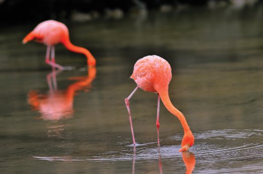Flamingos in the Galapagos.jpg