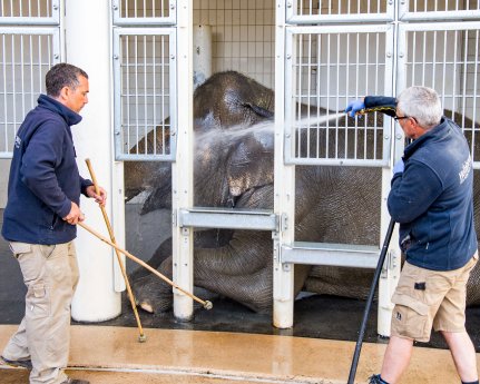 Tierpfleger Lorenz Schwellenbach und Andreas Fries beim Target-Training mit Elefant Temi_Hellabr.jpg