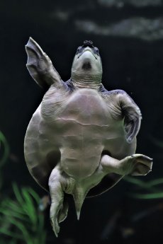 GB_Papua-Weichschildkröte im Tropen-Aquarium Hagenbeck.JPG