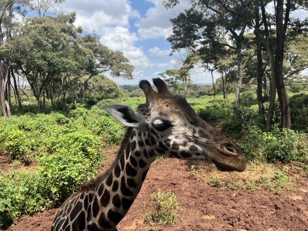 Giraffe (c) Claire Zaiser, Karawane.jpeg