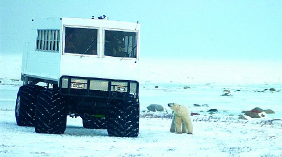 Die EisbaÌ?ren von Churchill2.jpg