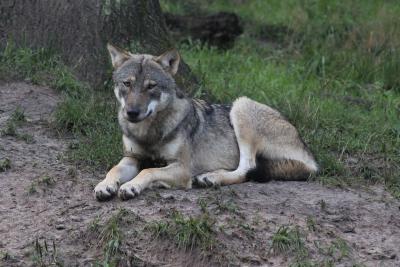 Wolf, Foto: Wildpark-MV