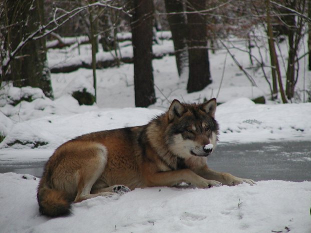 Wildpark-MV_Wolf im Winter.JPG