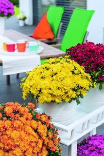 Strahlendes Gelb erweitert die Farbpalette der Ditto-Familie: 'Ditto Yellow' ist eine neue Gartenchrysanthemen-Sorte aus dem Hause Dümmen Orange. Wie alle Sorten aus dem Vitamum-Sortiment ist sie absolut farbstabil und zuverlässig im Anbau. (Foto: Dümmen Orange)