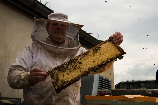 Bienen am Konzerthausdach_1.jpg