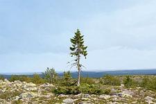 Der älteste Baum der Welt