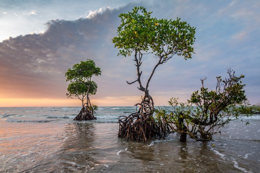 mangroves_2947819_1920_by_Patjosse.jpg