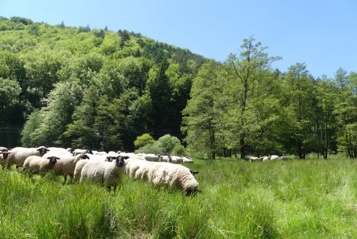 Schafe-bei-Bobenthal.jpg