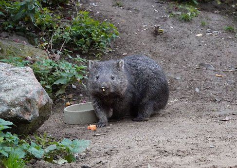 Darf es sich schmecken lassen - Wombat Maya - Foto Erlebnis-Zoo Hannover.jpg